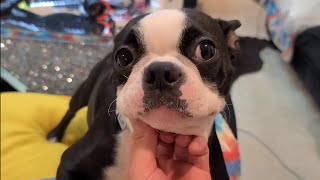 Our Boston Terrier Have BIG News (BIG NEW YEARS SURPRISE) Our Boston Terrier Have BIG News (BIG NEW YEARS SURPRISE)