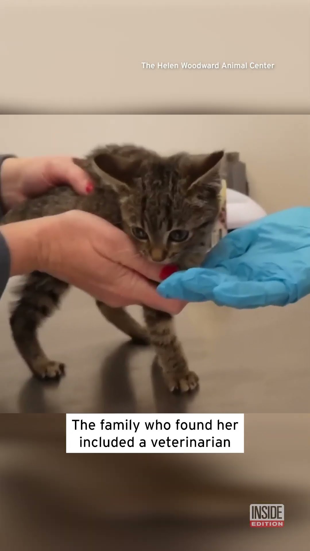 Stray Kitten Found in Christmas Tree #shorts