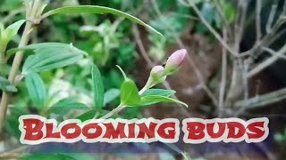 English # short film # blooming buds
