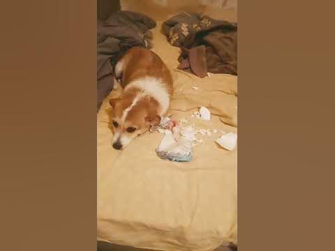 #рек #жалко #собака #жалко сабаку - YouTube