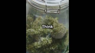 Lemon Cherry Gelato  The Terp Legend You screenshot 3