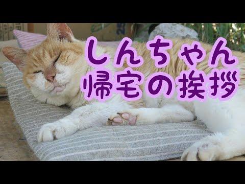 イケメンメインクーンのクウさん ねこ癒し Note