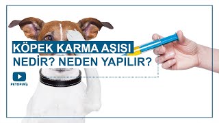 Köpek Karma Aşısı Nedir? Neden Yapılır?