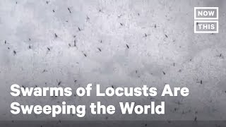 Swarms of Locusts Are Sweeping India, Brazil, and the World | NowThis