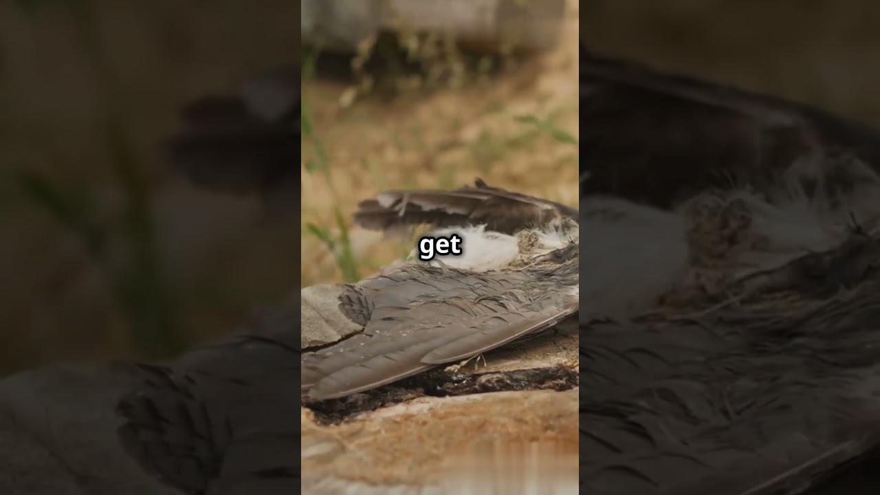 This Lake Turns Animals to Stone—Lake Natron’s Terrifying Truth! 🪨🌊