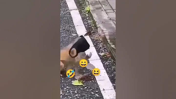 Funny Monkey Videos Whatsapp Status #shorts #Trending #Youtubeshorts