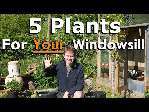 Video: What To Plant On The Windowsill