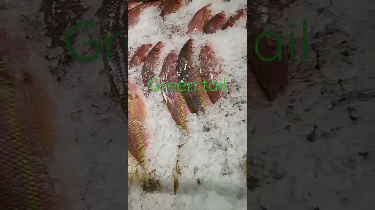 Green Tail Fish