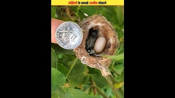 Birds Nests That Shocked Scientists #shorts #shortsvideo