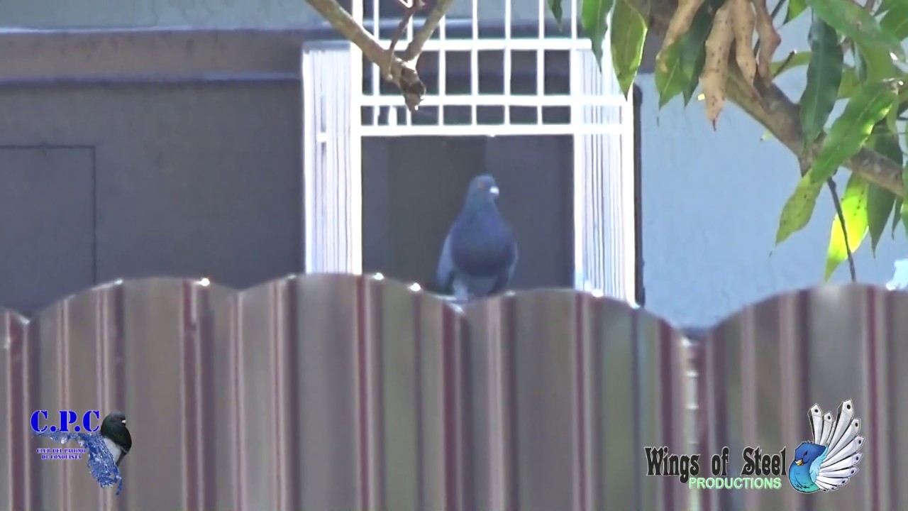 palomo del davi y el primo cpc 2019