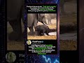 Step into Secrets, Explore the Animal Kingdom