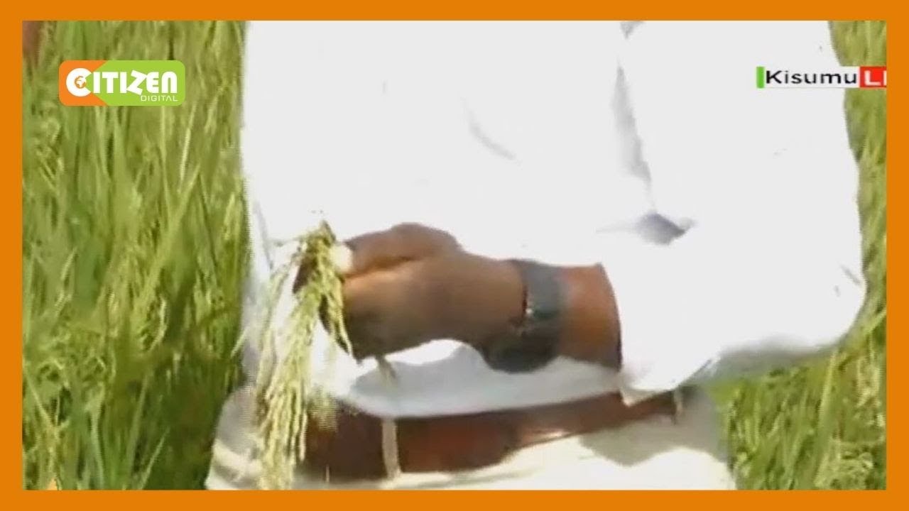 Rice farmers in Ahero gearing up to boost yields in anticipation for ...