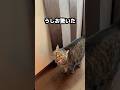 猫の爪でボロボロになった壁｜DIYで「破れない壁」にリノベーション💪