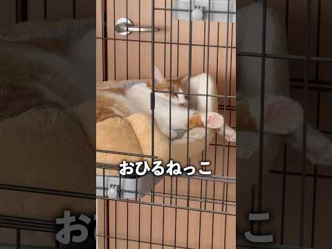 ただいまお昼寝中 Cats Shorts