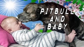 Pit Bull and Baby Compilation NEW