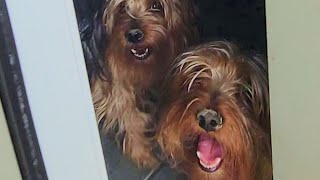 Wild, wild, frontier Yorkies #yorkie