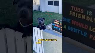 When this dog wants to hug you, it will have a very cute gesture. #1