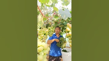 Grape Tree 🍇 Cutting | Full Pruning Guide #grape #pruning #farming #satisfying