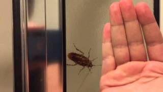 Roach Hunt
