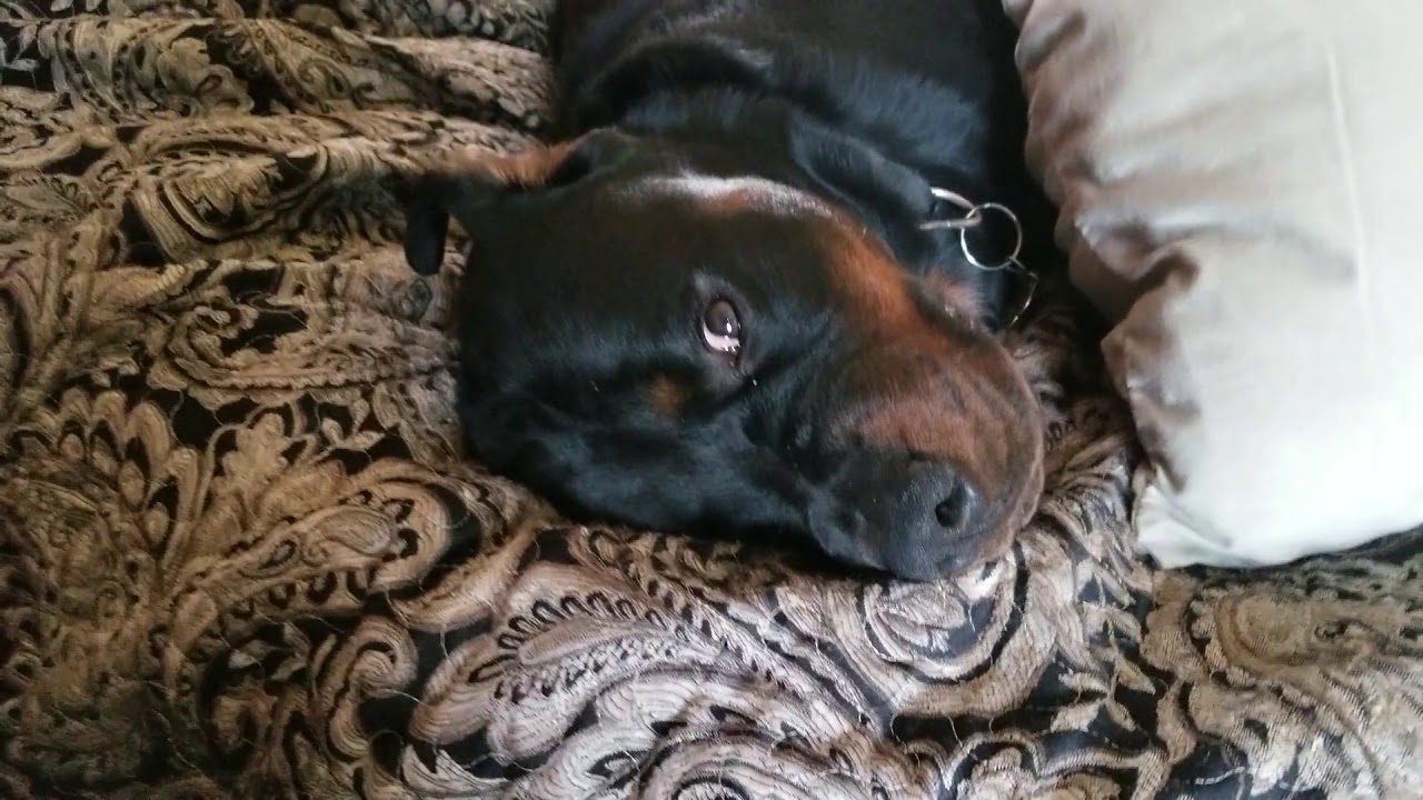 WORLDS MOST SPOILED ROTTWEILER - YouTube