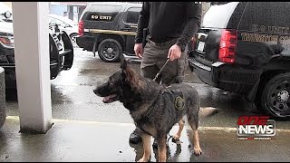Mason County Sheriff's K9 unit trains law dogs
