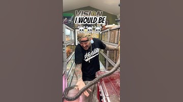 Would of been a goner 😂 #snakebite #snake #shorts #training #reptiles #animals #wildlife