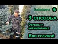 Обрезка ели весной и осенью, схема