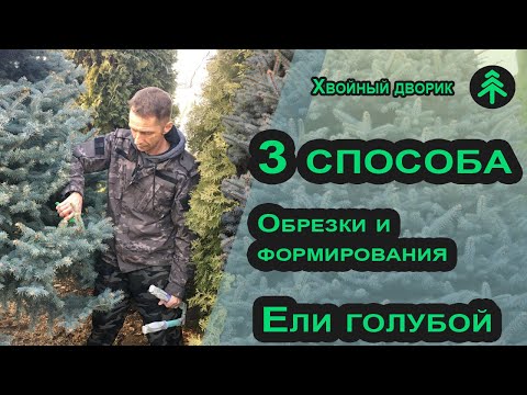 Видео: Как обрезать голубую ель?