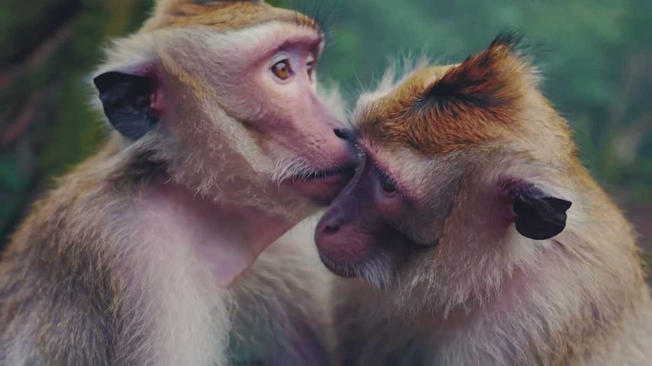 shy kids - my love (official music video)