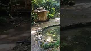 رحلتي الى جورجيا الحديقة النباتية باتومي 2 البركة اليابانية ??