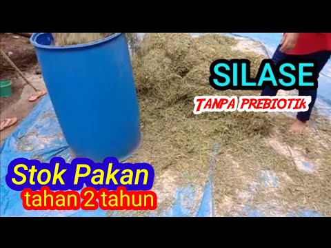 Cara Lengkap Membuat Silase Pakan Ternak Kambing/Domba,,,Sapi,Bagi Pemula