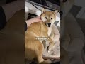 柴犬に『モテる』人はだいたいこんな人　【#500】 #柴犬 #柴犬との暮らし