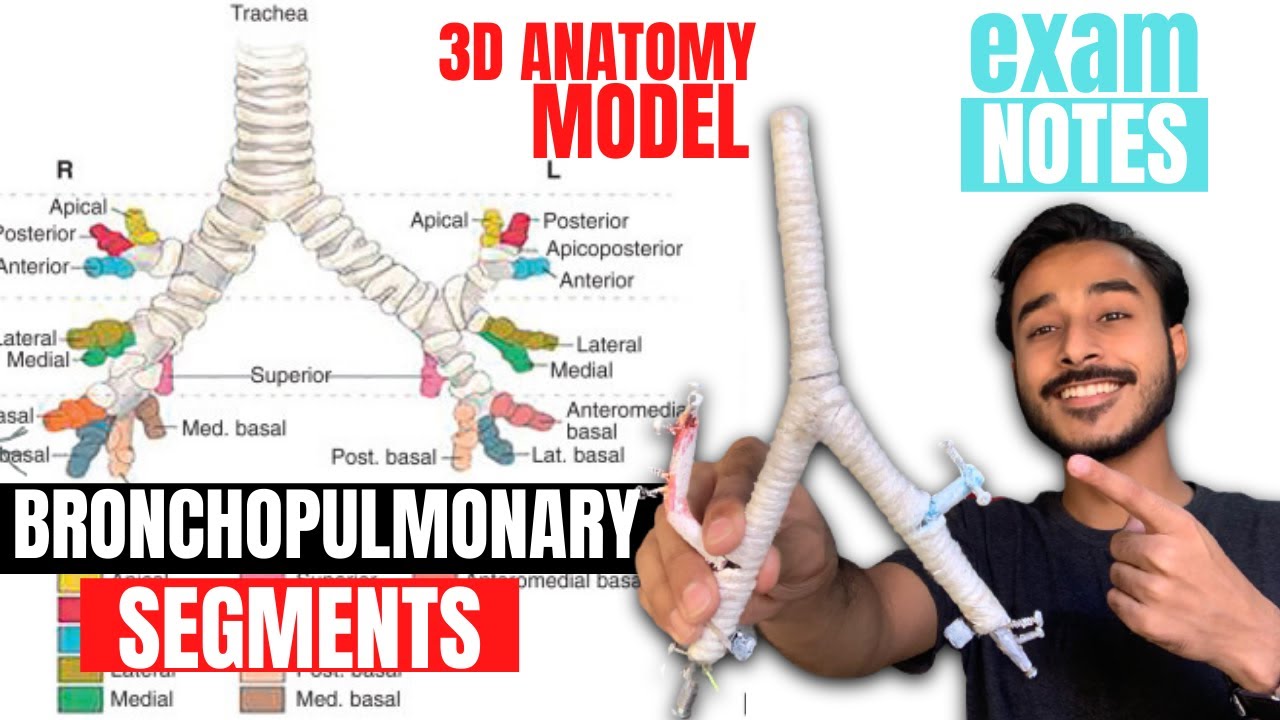 Bronchopulmonary segments: Anatomy and clinical aspects