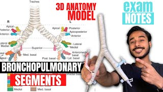 bronchopulmonary segments anatomy 3d | bronchial tree anatomy | anatomy of bronchopulmonary segments