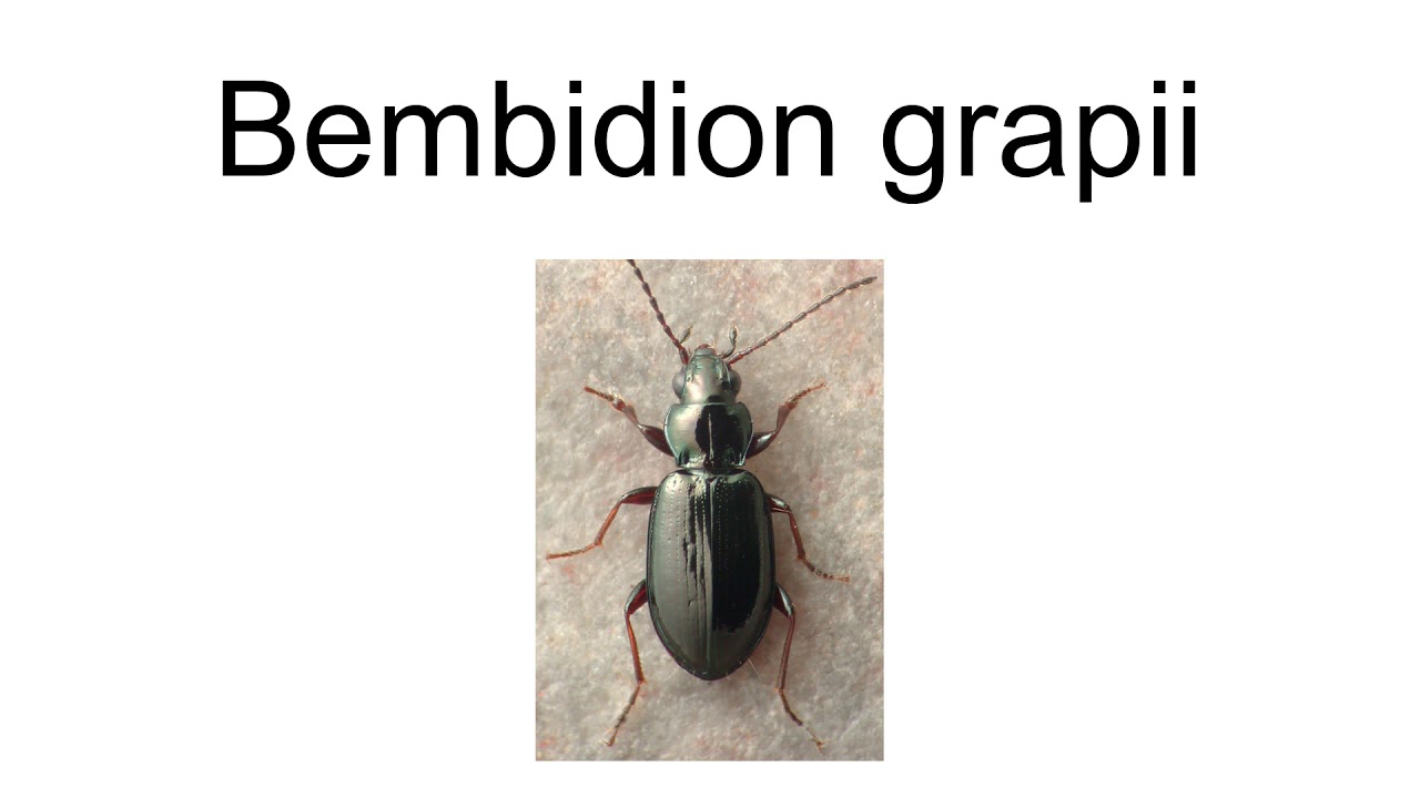 Bembidion Grapii