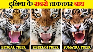 Bengal, Siberian और Sumatra Tiger के बारे में जानिए | Comparison: Bengal, Siberian and Sumatra Tiger