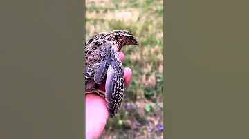 Bater Ki Awaaz Batair Ka Shikar Bird Batair Coturnixquail Batairkiawaz Shortsvideo Shortvideo 
