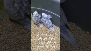 من الإنتاج ربنا يبارك للجميع