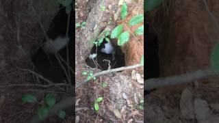 Dog Digs Rabbit Out Of Hole
