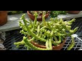 MONADENIUM ELLENBECKII &#39;OCTOPUS ARMS&#39; SUCCULENT PLANT