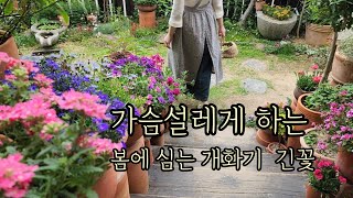 가슴설레게 하는  봄에 심는 개화기 긴 꽃/키우면서 내내 행복했던 봄 꽃 추천/가성비좋고 오래가는화초