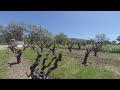 Mt Wellington winery Sonoma valley CA VR 180 3D vineyard