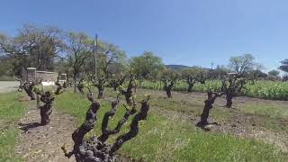Mt Wellington winery Sonoma valley CA VR 180 3D vineyard