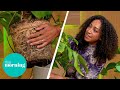 The Ultimate Guide to Keeping Your Houseplants Alive | This Morning