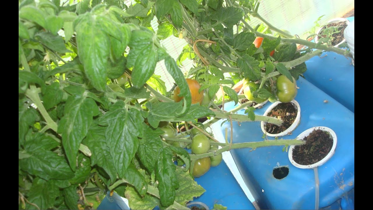 Выращивание огурцов томатов. Томаты черри гидропоника. Черри на гидропонике. Помидоры черри на гидропонике. Томаты черри в гидропонной системе.