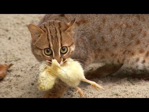 Video: Čo Sú Známe Divoké Mačkovité šelmy