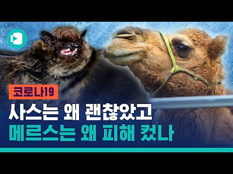 해피엔딩 <strong>사스</strong>, 헬피엔딩 메르스 뭐가 달랐던 걸까?? / 비디오머그