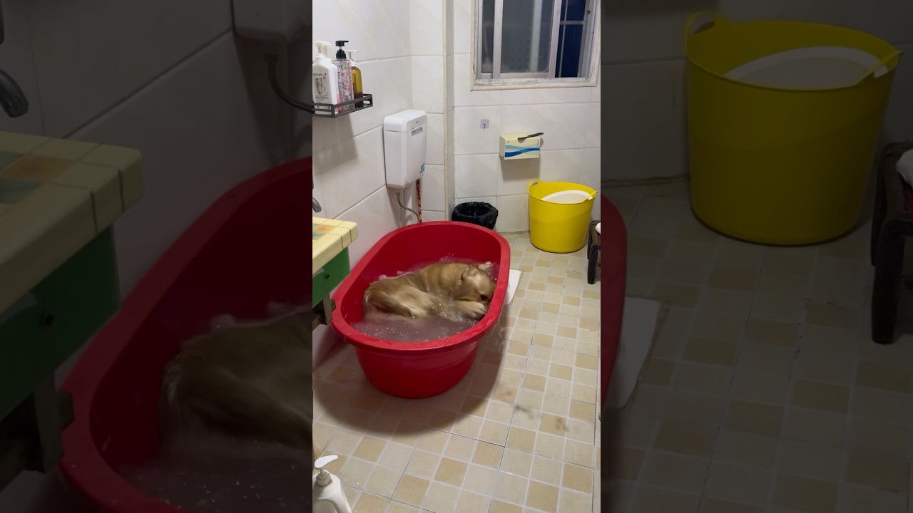 I think it’s time to get him a bigger tub… 😂🛁