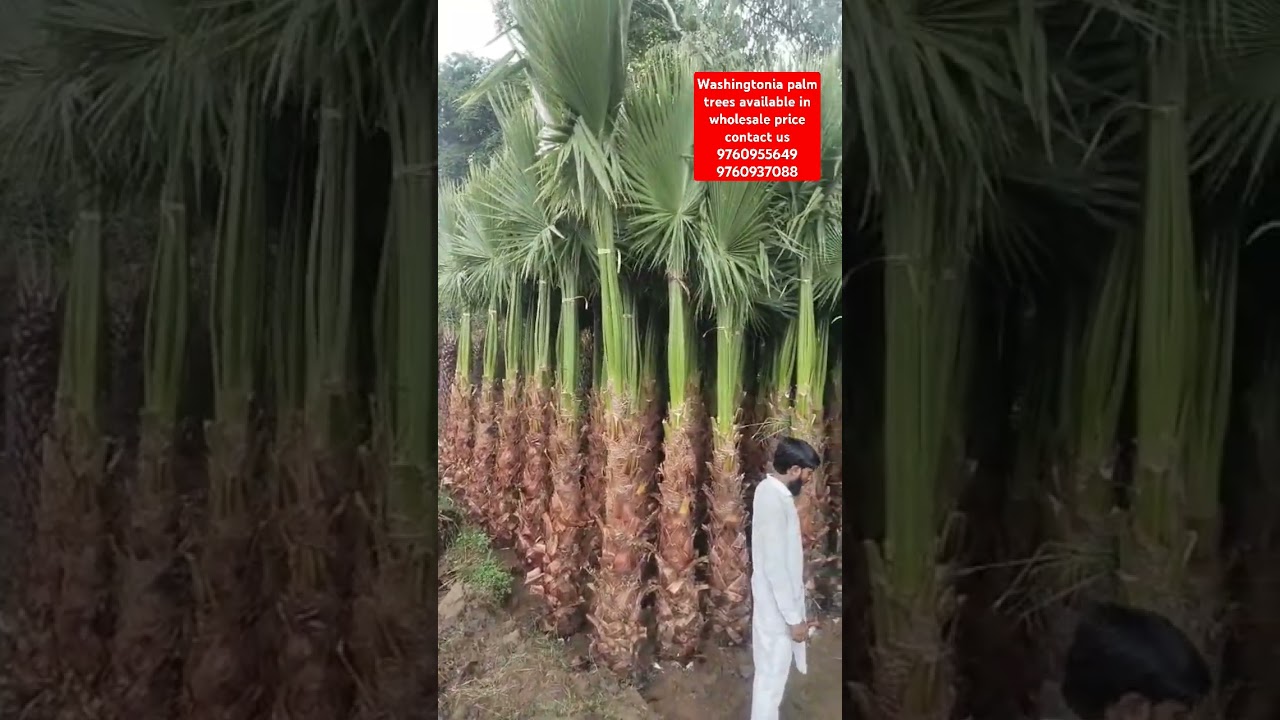 washingtonia Palm nursery 
