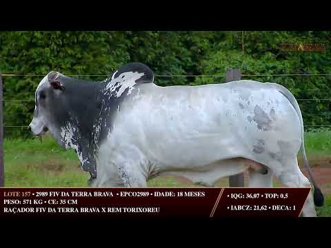 LOTE 157   EPCO 2989